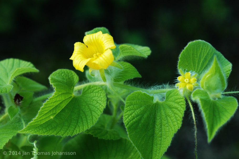 Вьюн тладианта