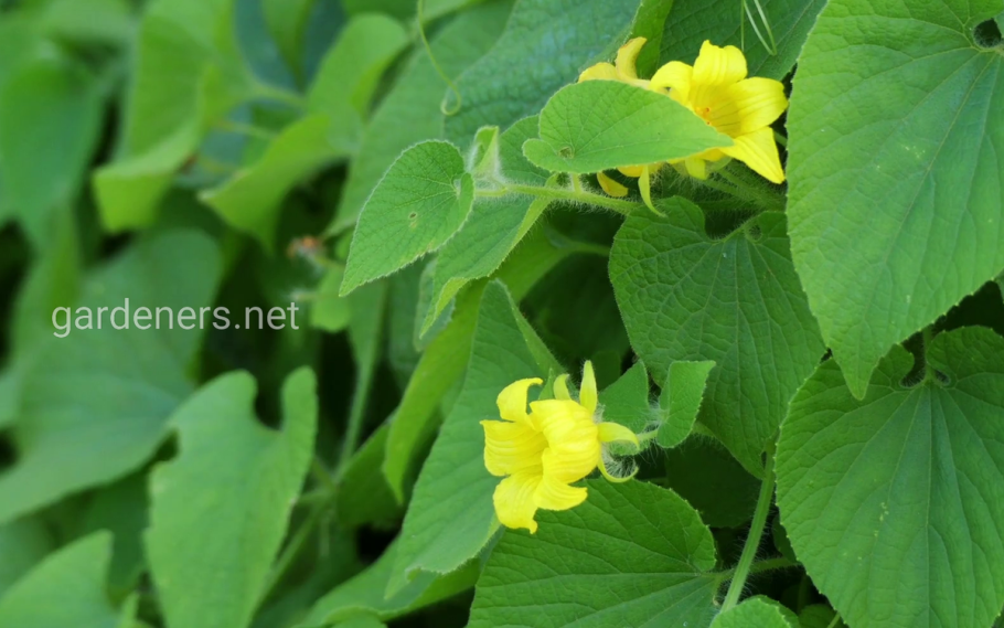 Огурец гербарий