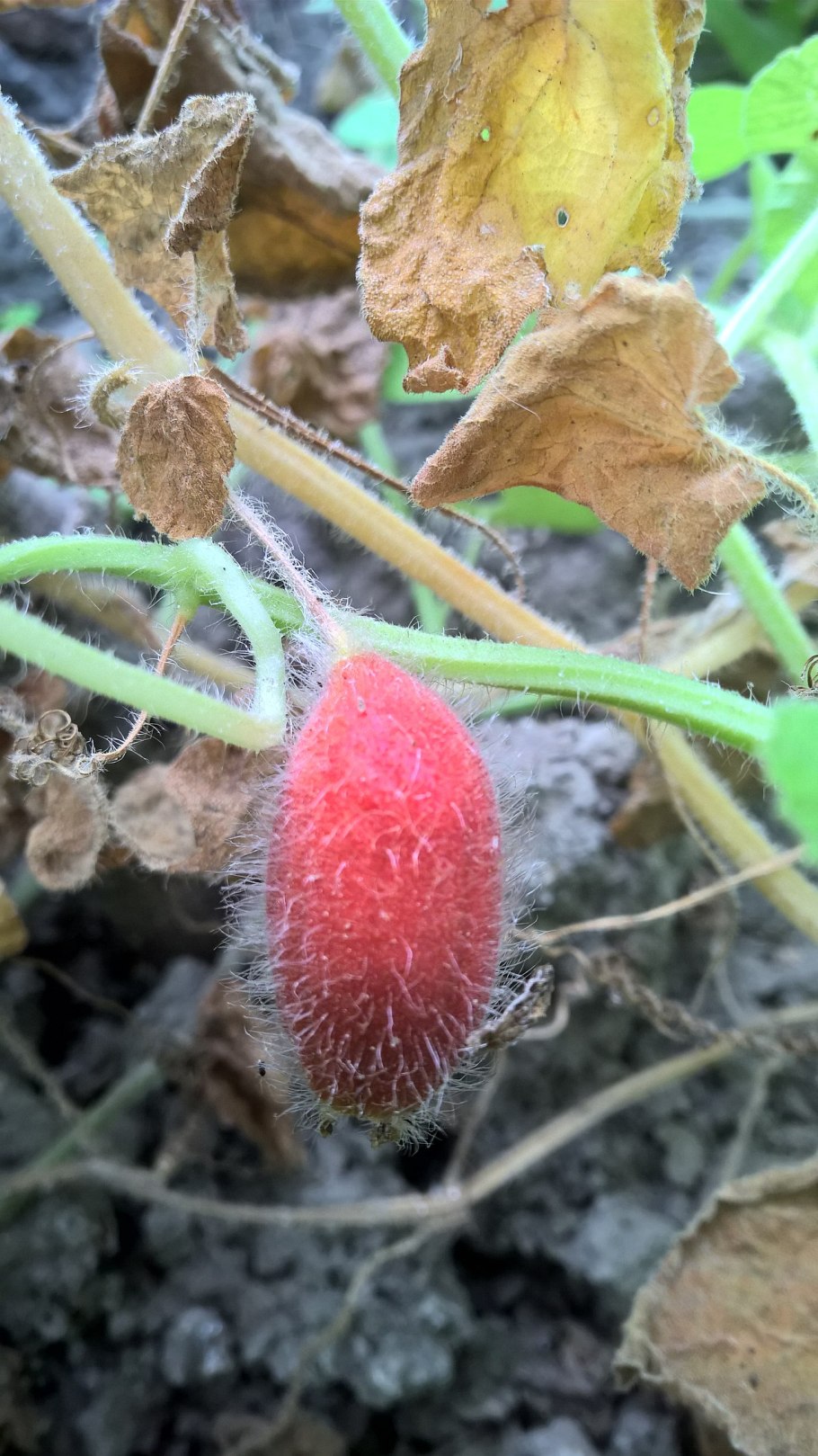 Вьюнок многолетний тладианта