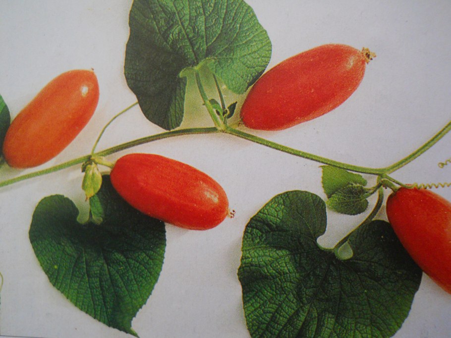 Тладианта красный огурец