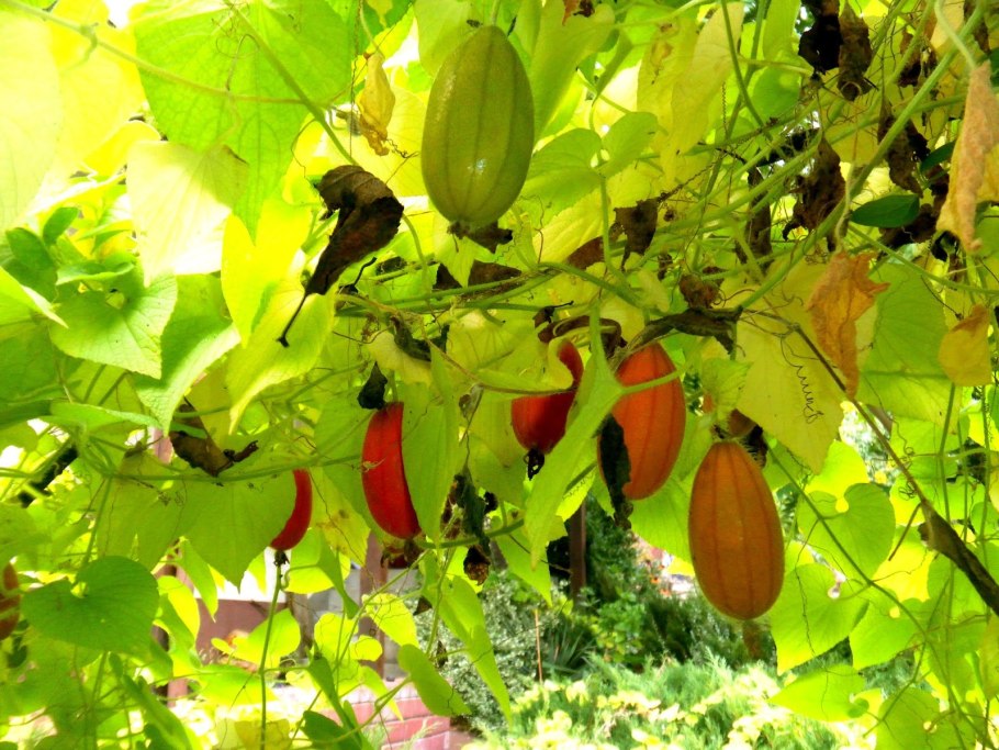 Тладианта сомнительная красный огурец