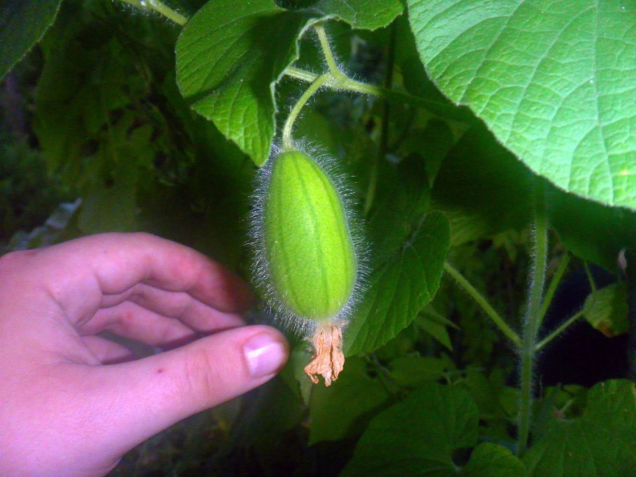 Thladiantha dubia Bunge,