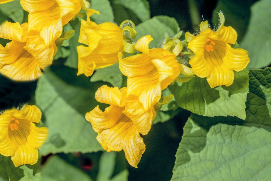 Тладианта красный огурец