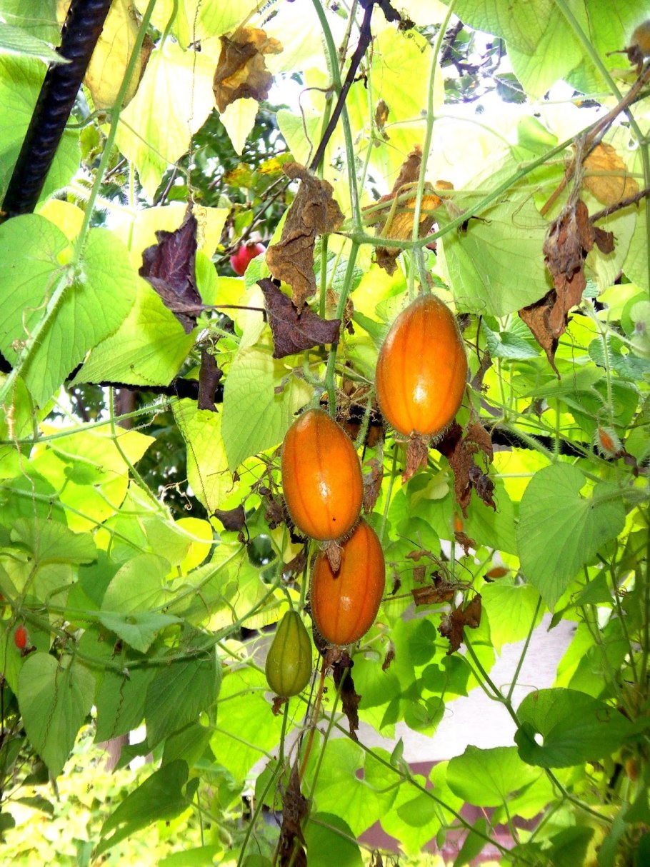 Вьюнок тладианта