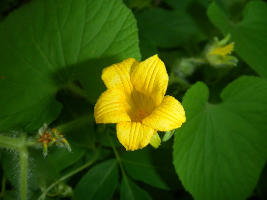 Тладианта сомнительная Thladiantha dubia