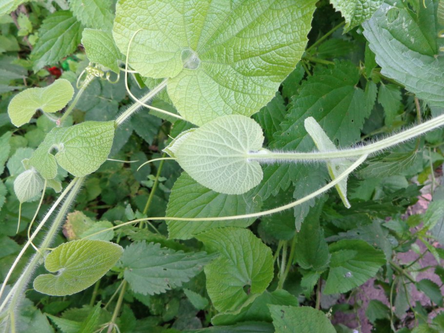 Тладианта сомнительная цветки