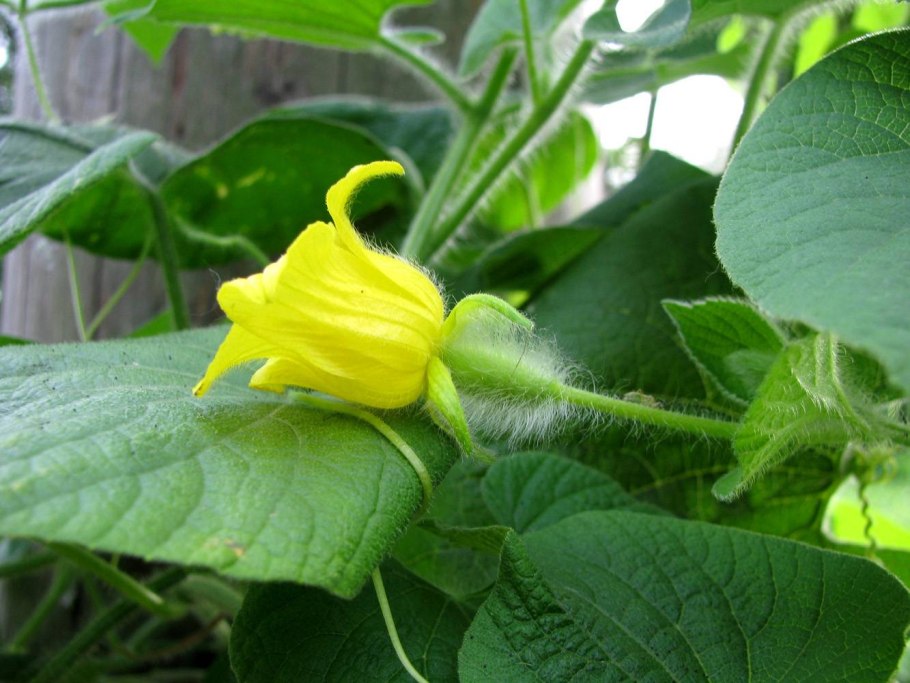 Вьюнок тладианта