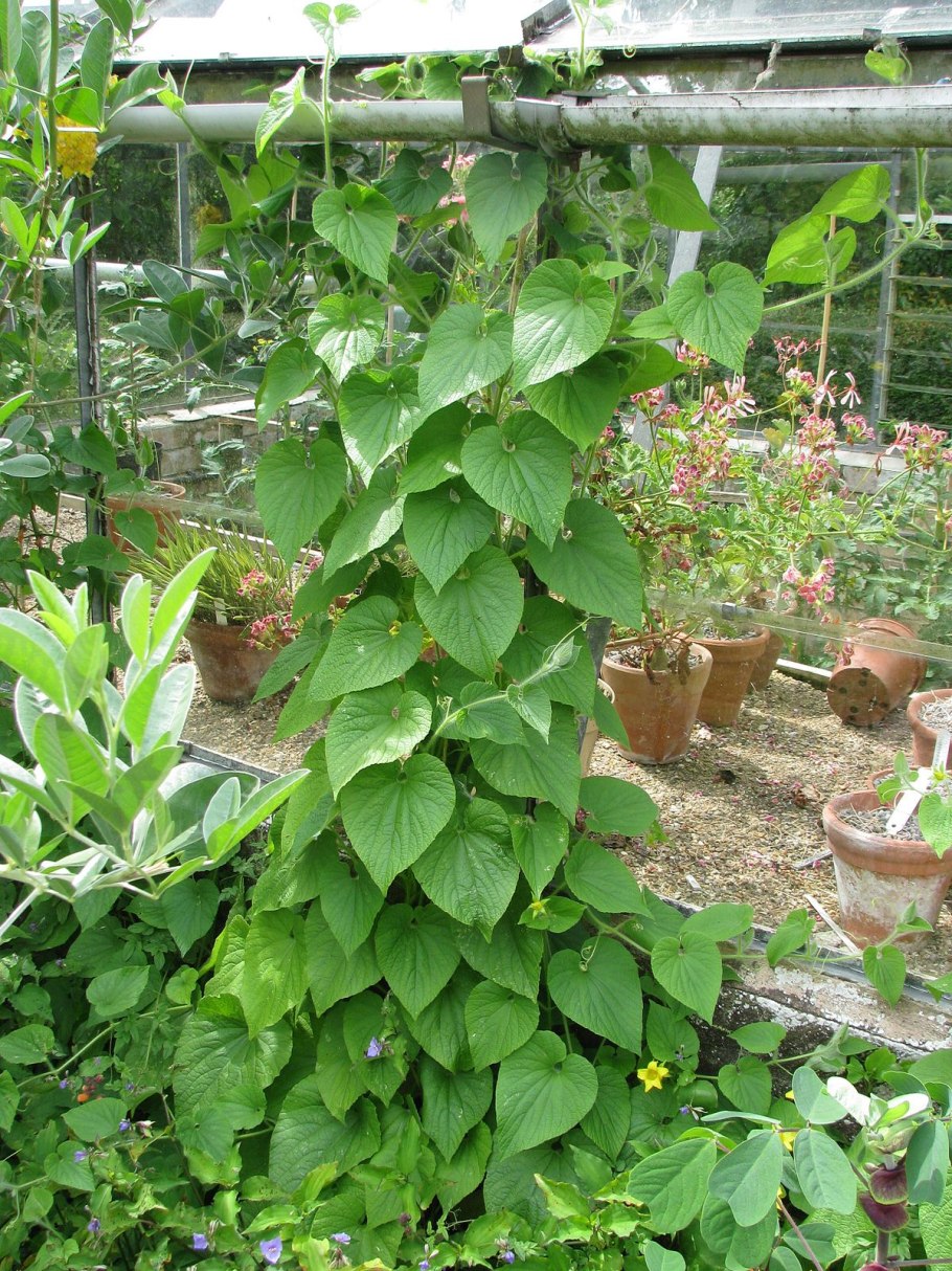 Тладианта рост