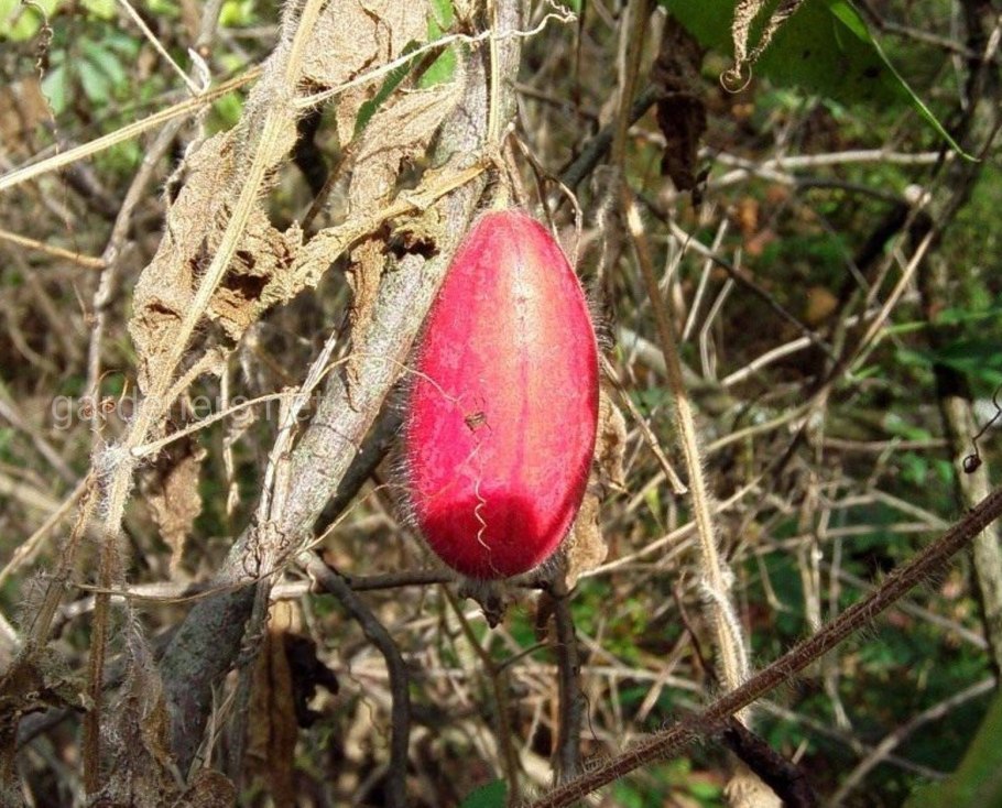 Thladiantha dubia Bunge,