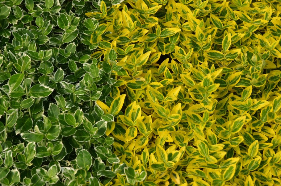 Бересклет Европейский (Euonymus europaeus)