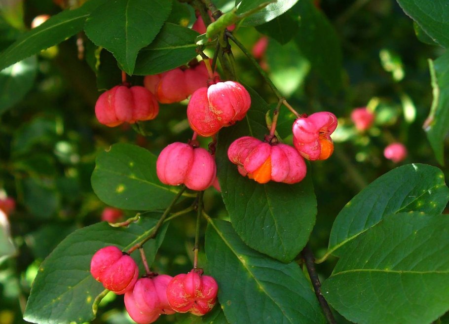 Бересклет крылатый (сорт 'Compactus')