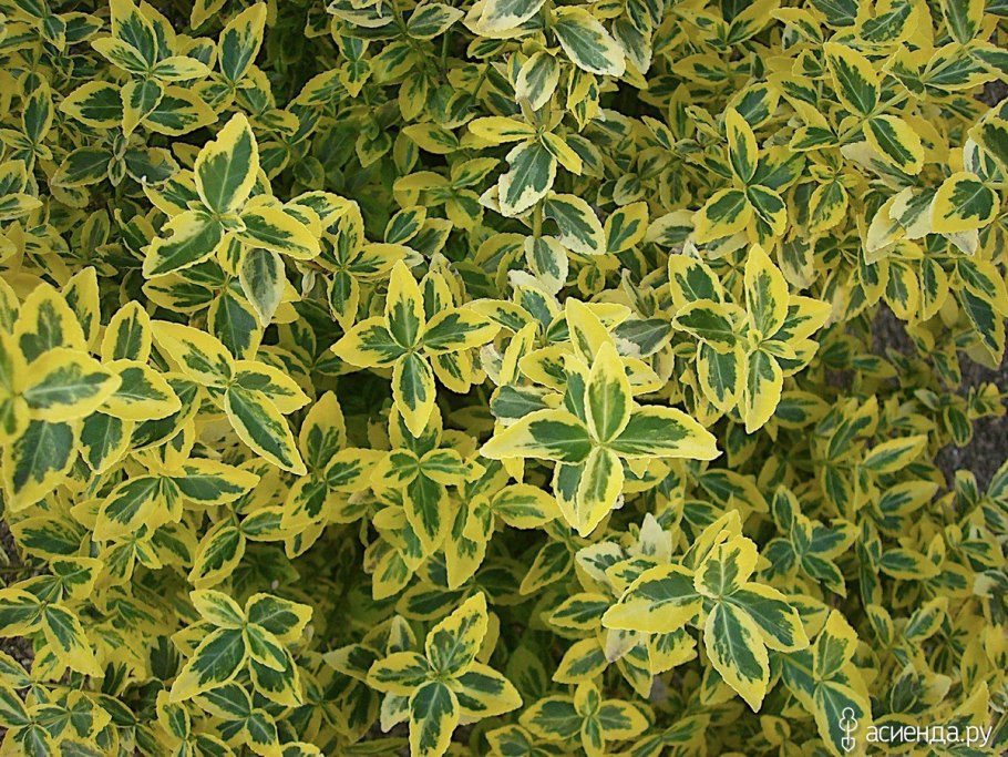 Бересклет Европейский бородавчатый