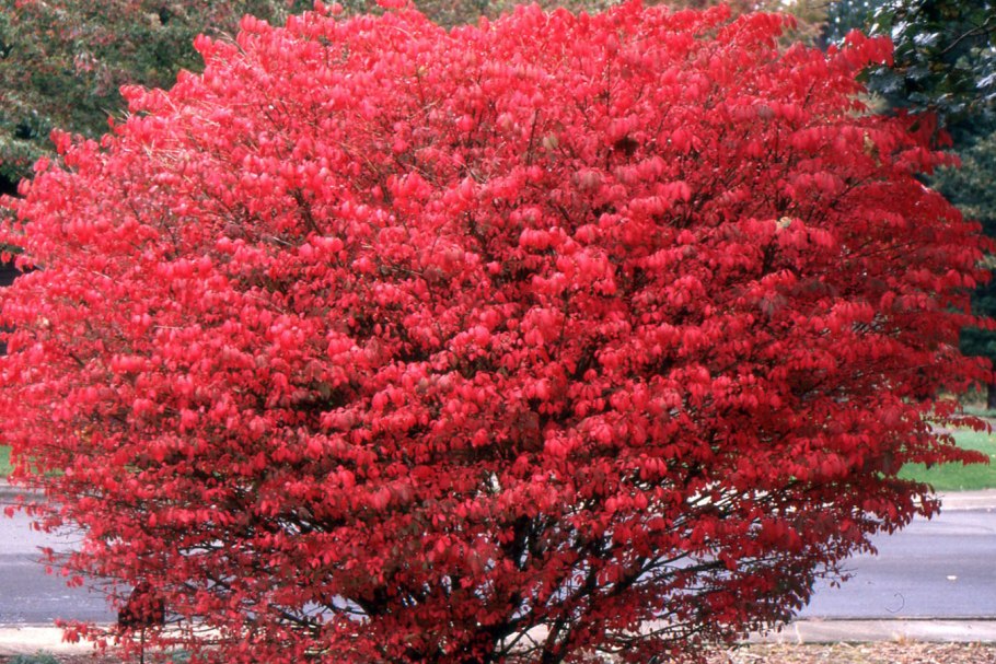 Бересклет японский Эонимус