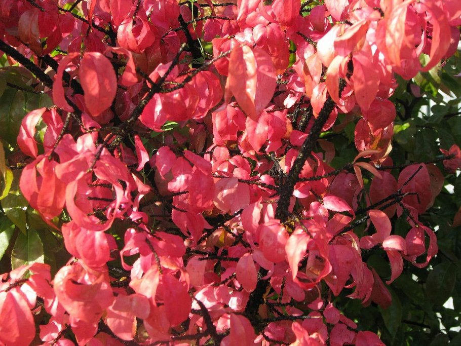 Бересклет крылатый euonymus alatus