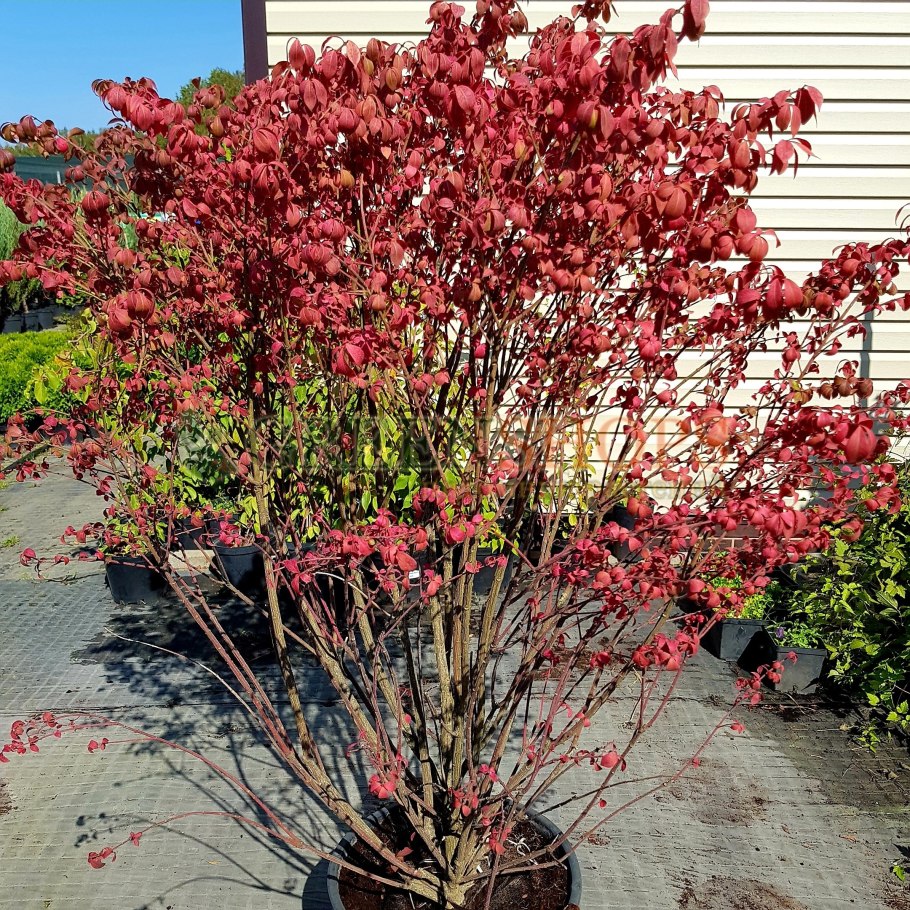 Бересклет Европейский (Euonymus europaeus)