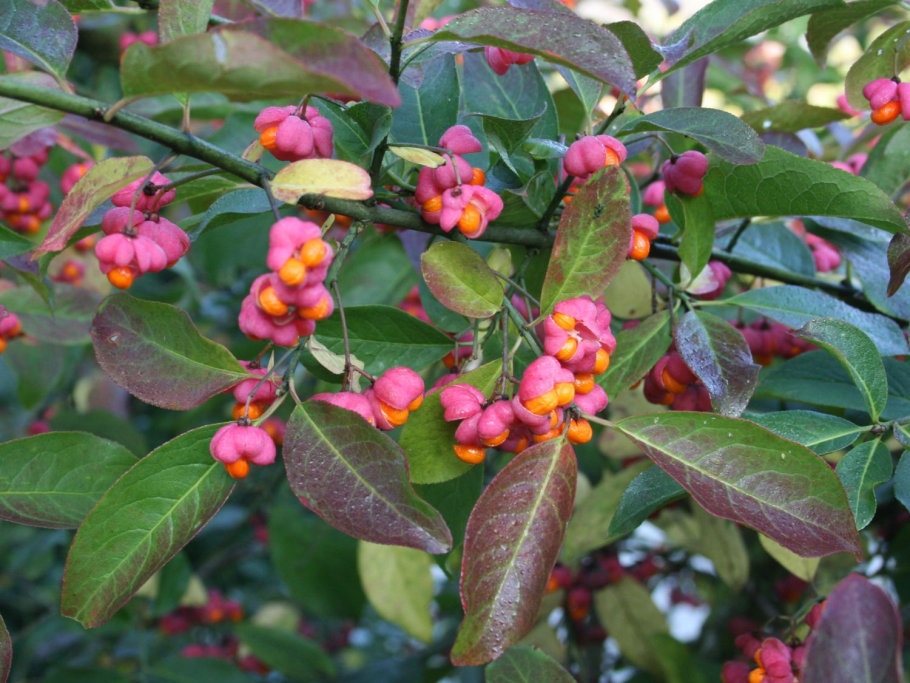 Бересклет плоскочерешковый Сахалинский