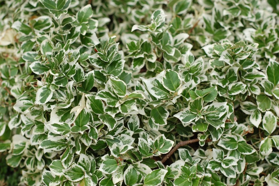 Бересклет Ауреа