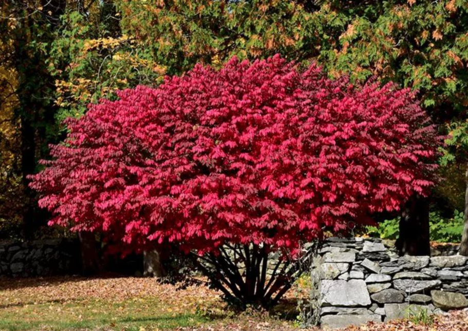 Бересклет бородавчатый в саду фото