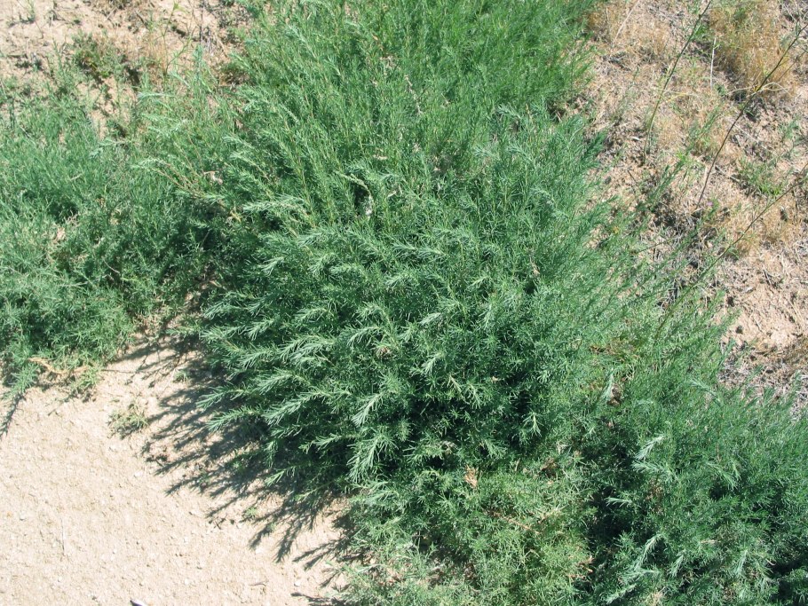 Кохия веничная