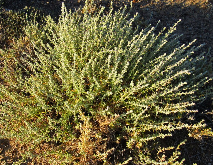 Astragalus Ancient Egypt