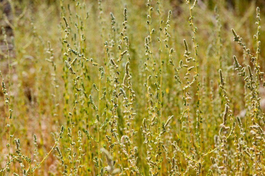 Бассия распростертая дерево