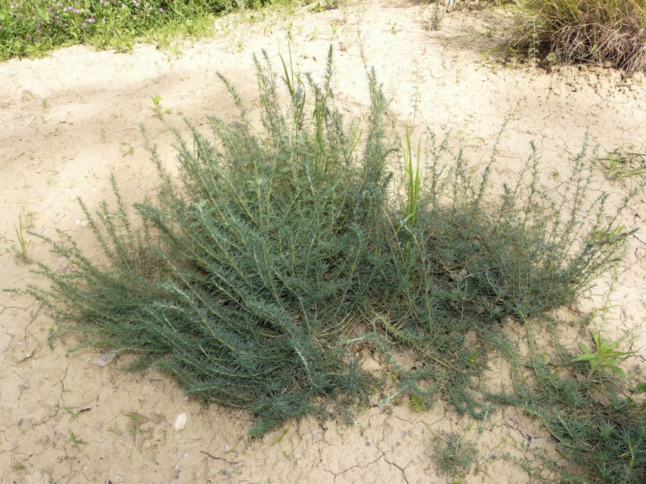 Кохия Австралия фото