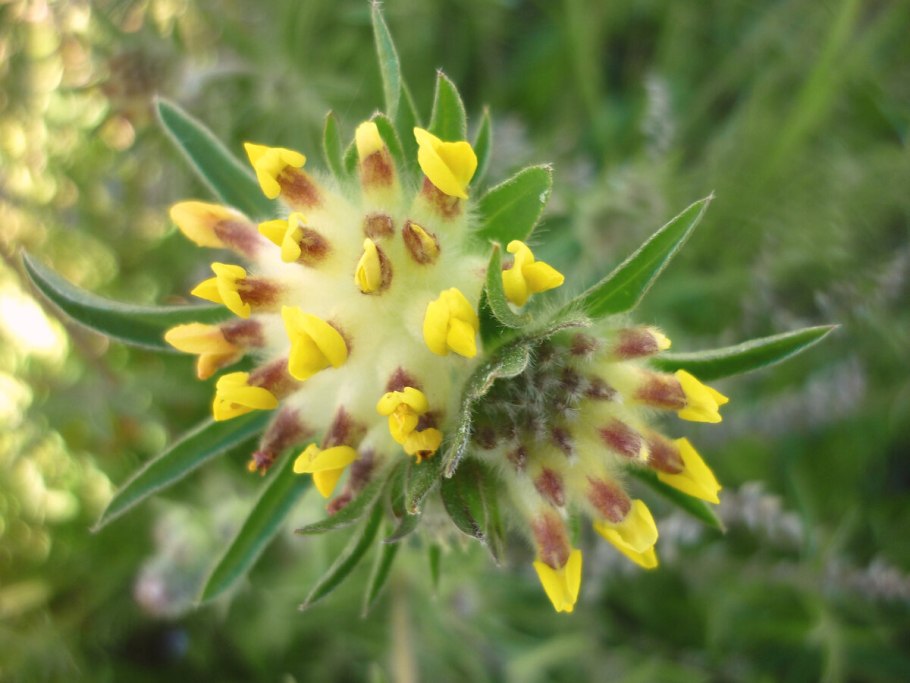 Neobartsia laniflora