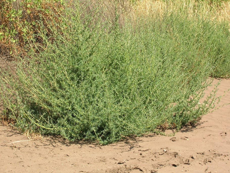 Прутняк (Kochia)