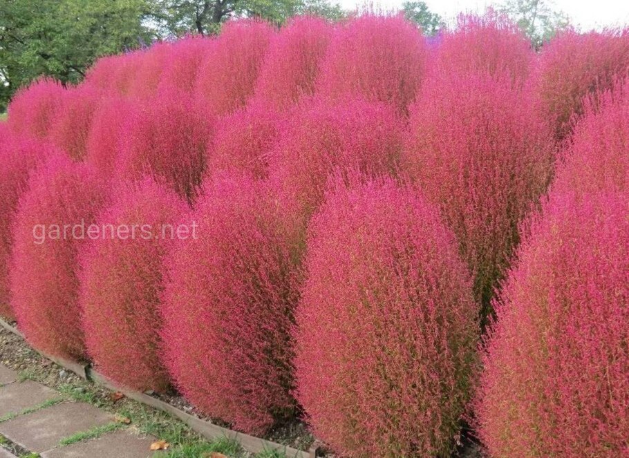 Кохия текстура