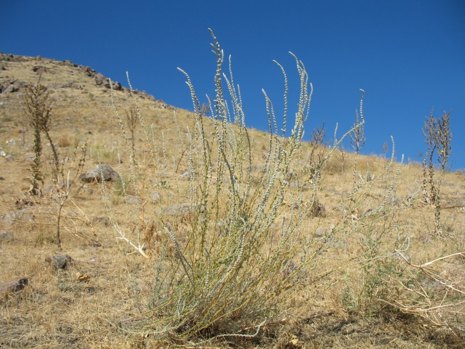 Кохия веничная (Kochia Scoparia)