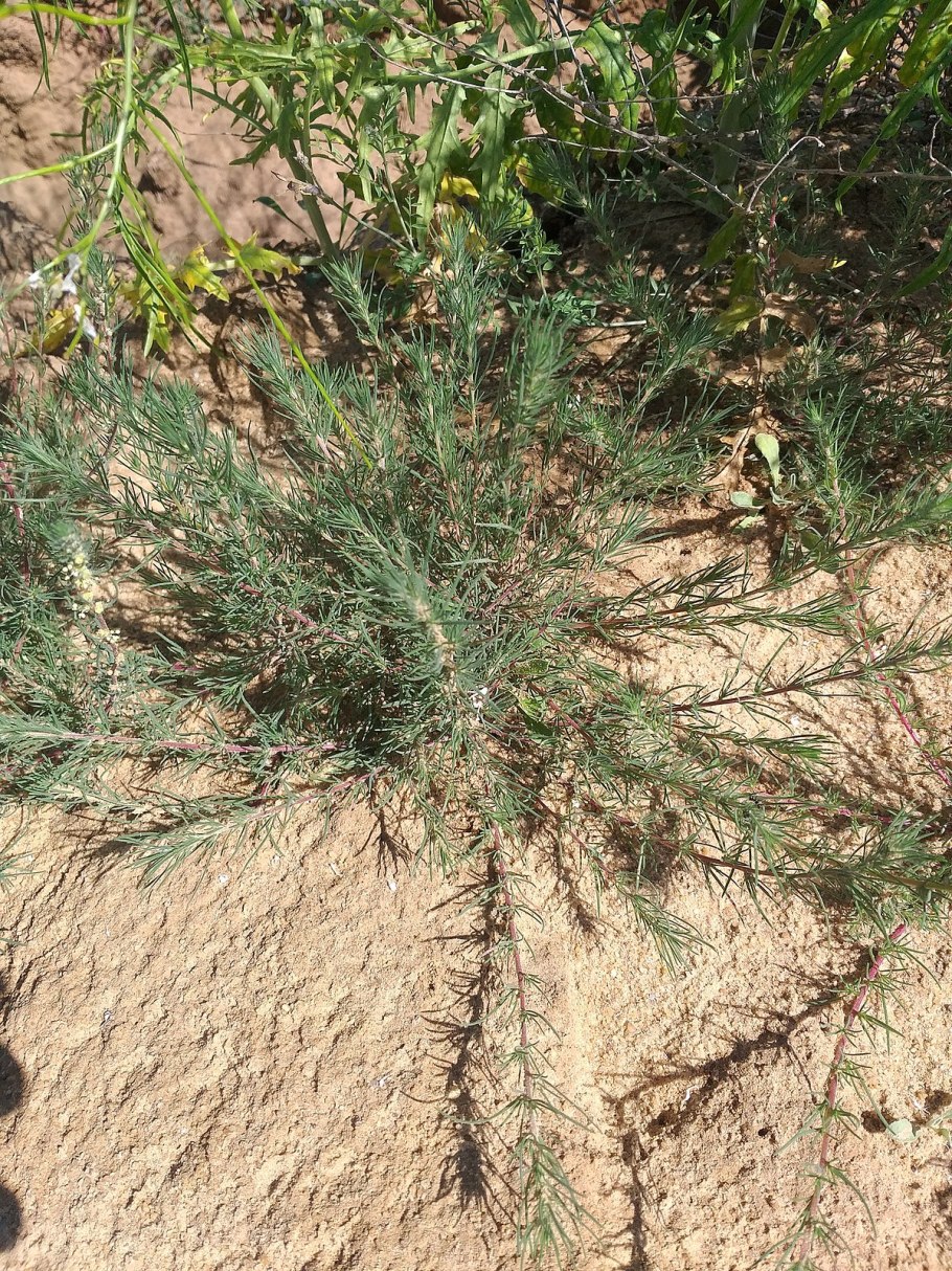 Кохия шерстистоцветковая