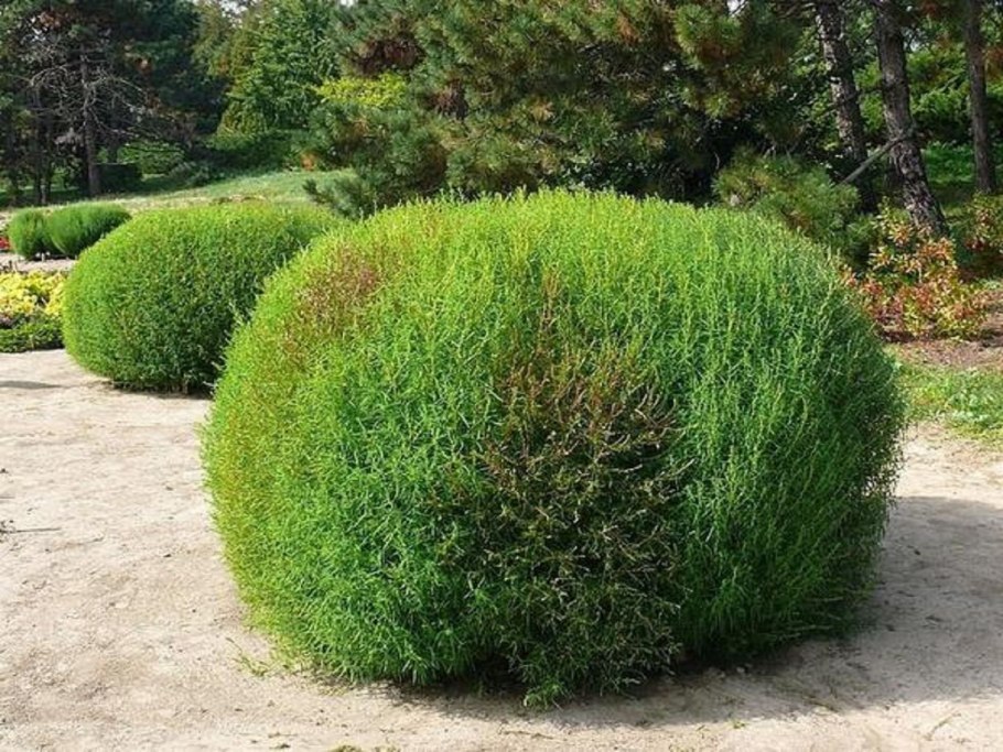 Кохия веничная летний Кипарис