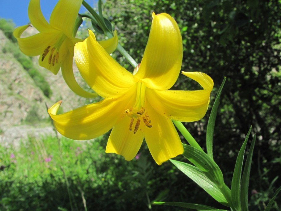 Лилия однобратственная (Lilium monadelphum)