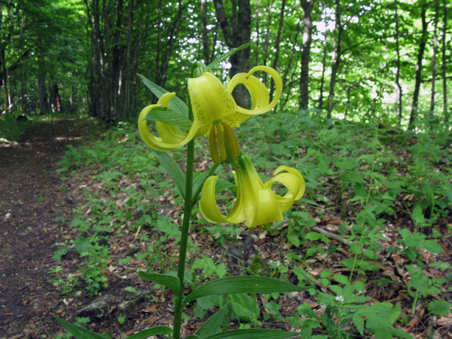 Лилия однобратственная (Lilium monadelphum)