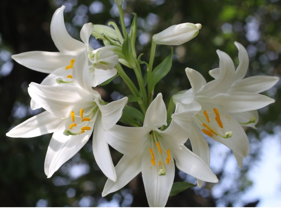 Лилия Пиренейская