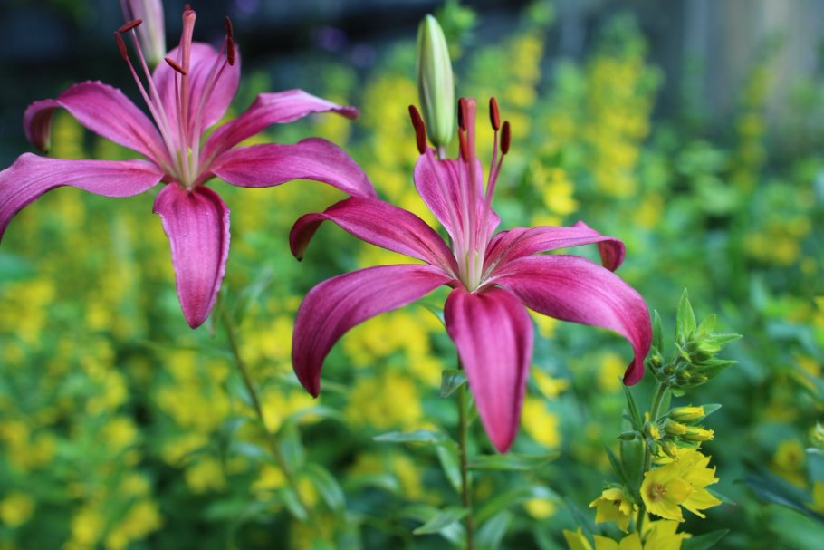Лилия Кавказская Lilium caucasicum