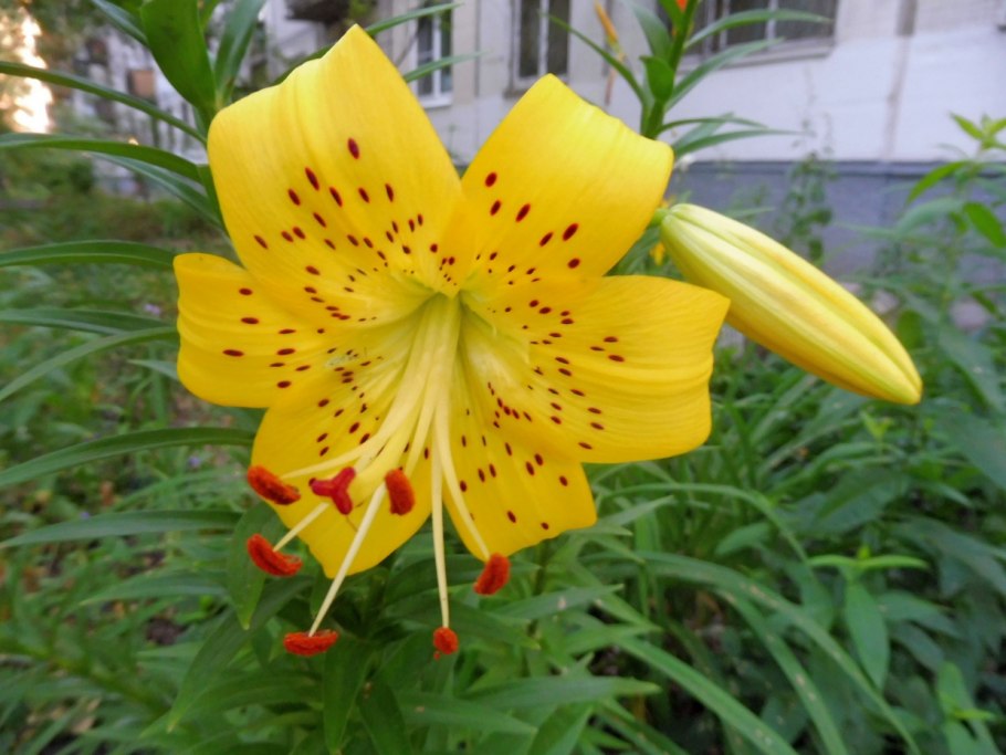 Лилия Кессельринга