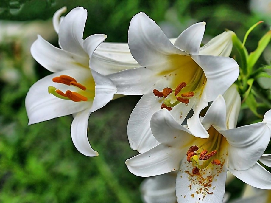 Лилия Lilium candidum