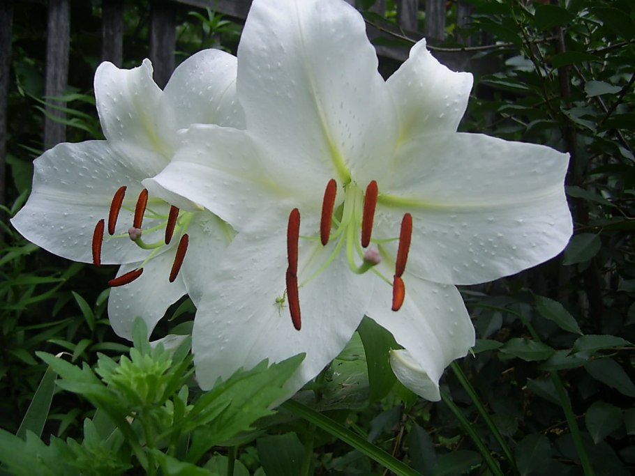 Лилия царственная фото