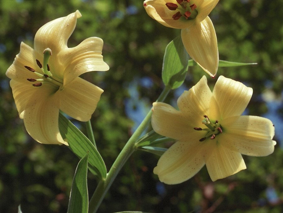 Lilium szovitsianum
