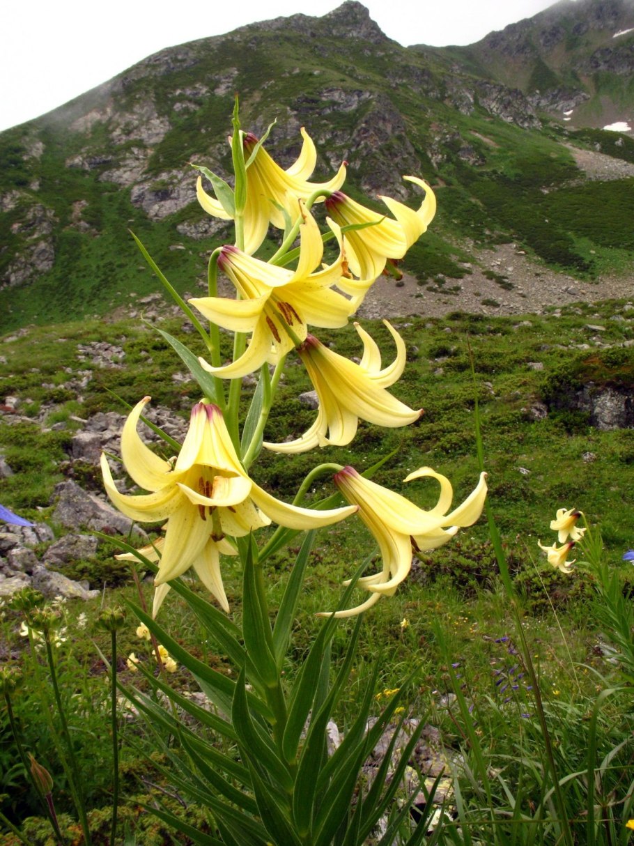 Lilium szovitsianum
