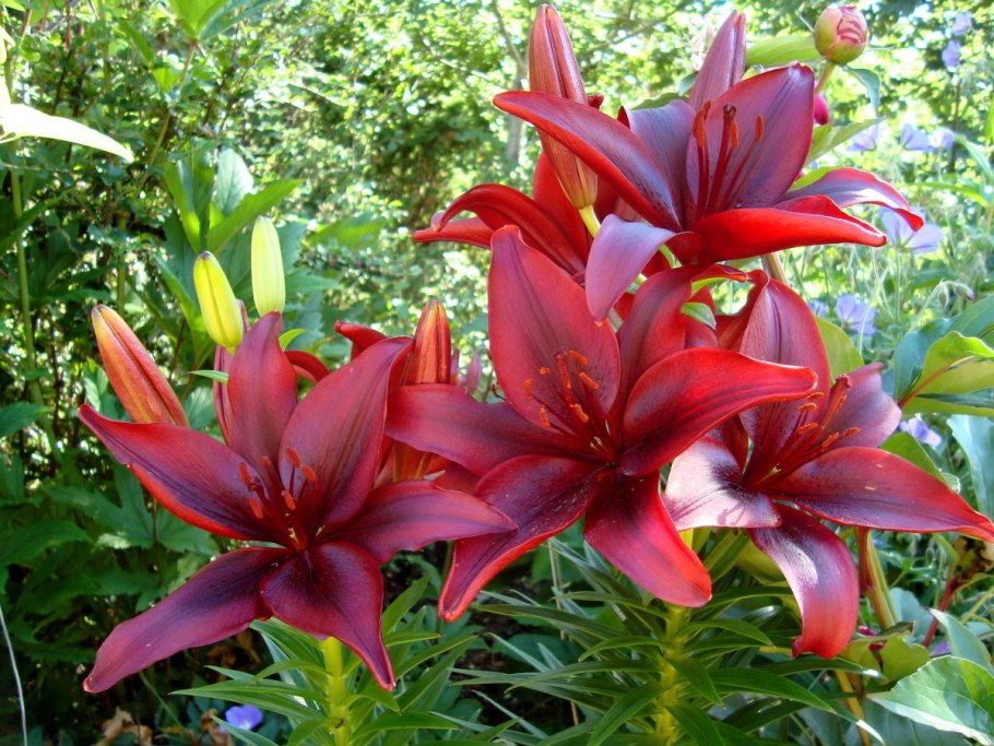 Лилия Кандидум (Lilium candidum)