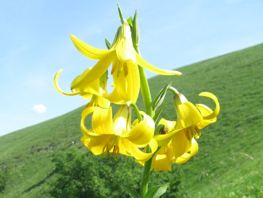 Лилия Кессельринга