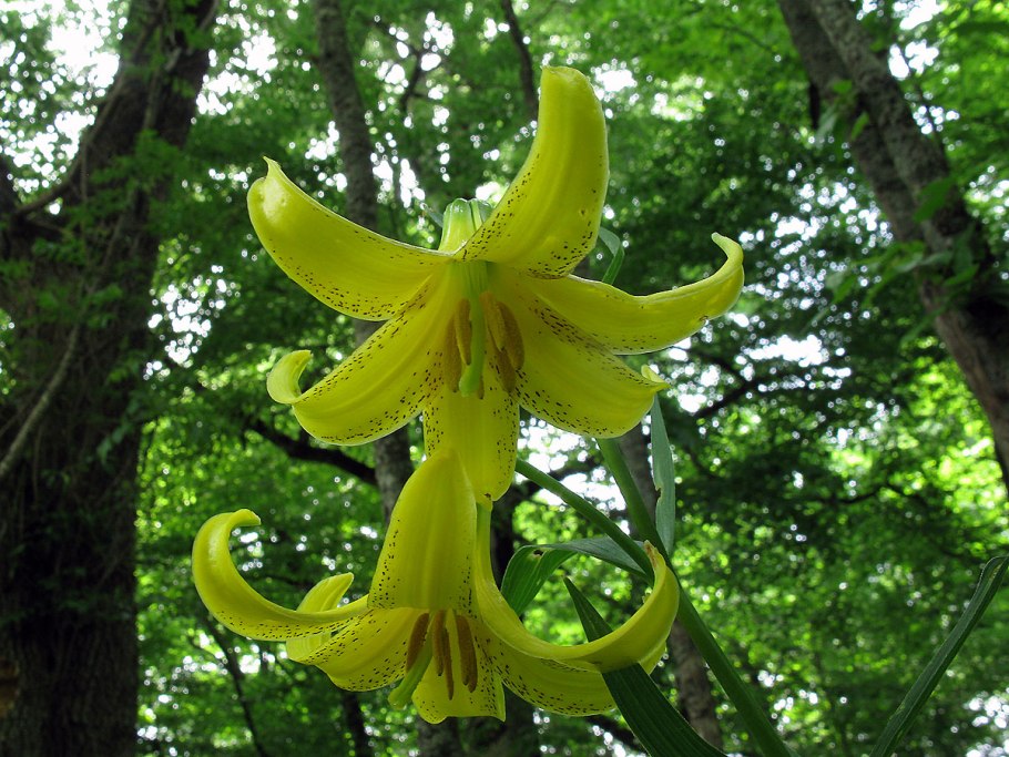 Однобратственная Lilium monadelphum;