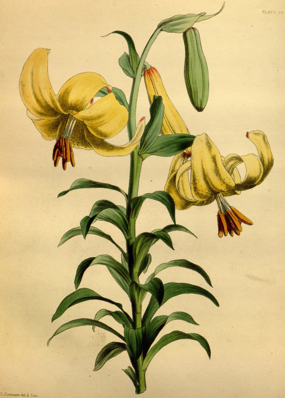 (Lilium arboricola)