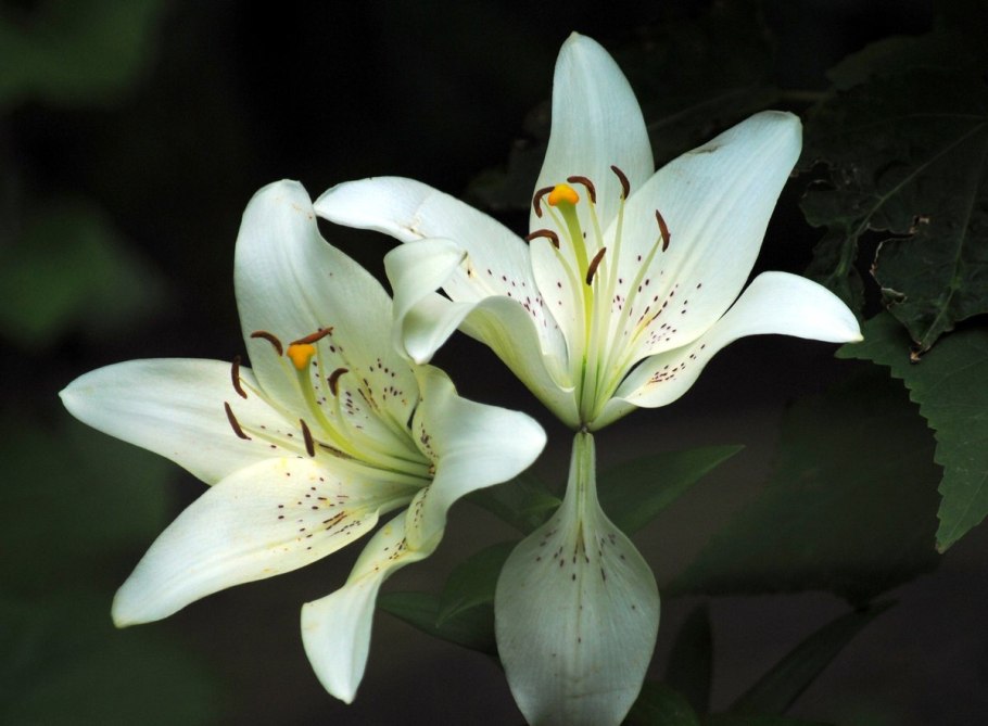 Лилия Кандидум (Lilium candidum)