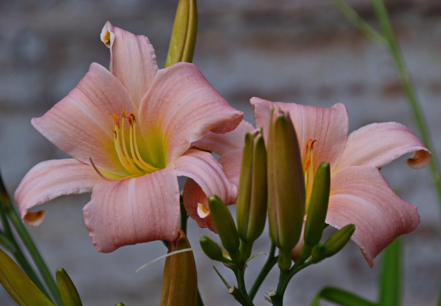 Лилия азиатская оранж Каунти