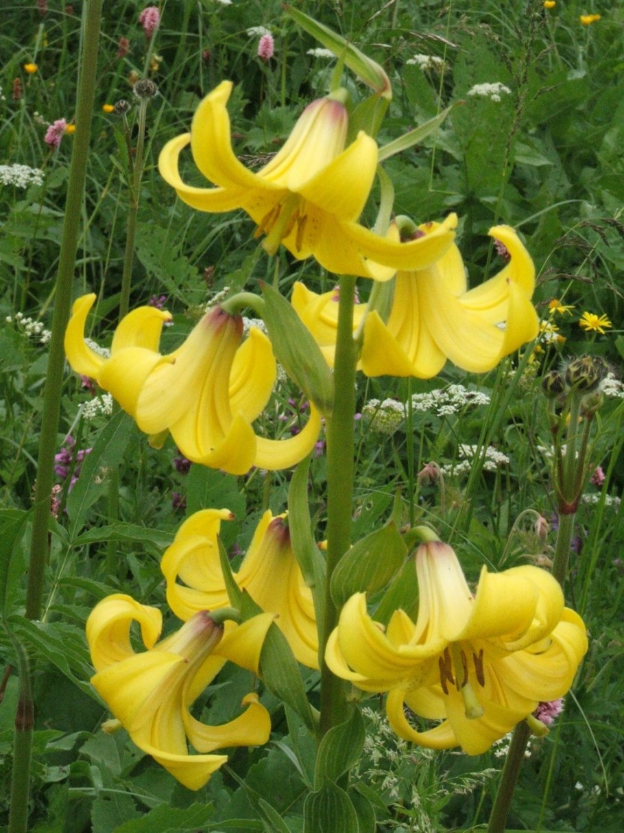 Lilium szovitsianum