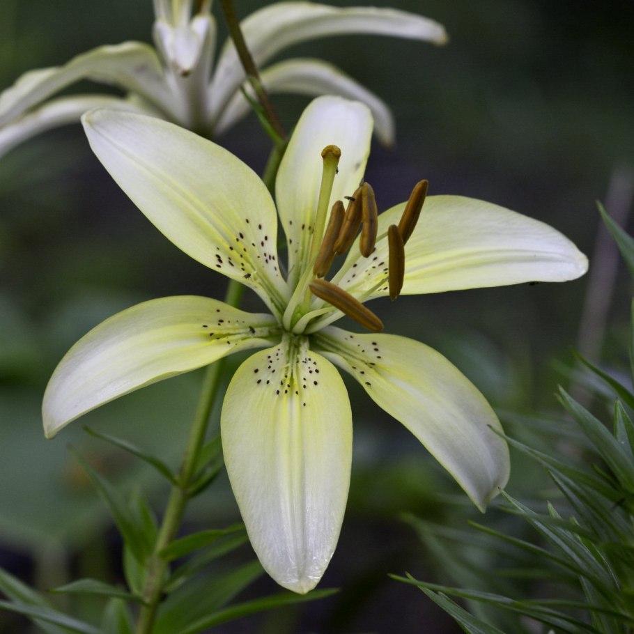 Lilium monadelphum Ботанический рисунок