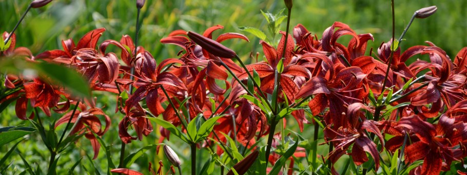 Лилии в природе